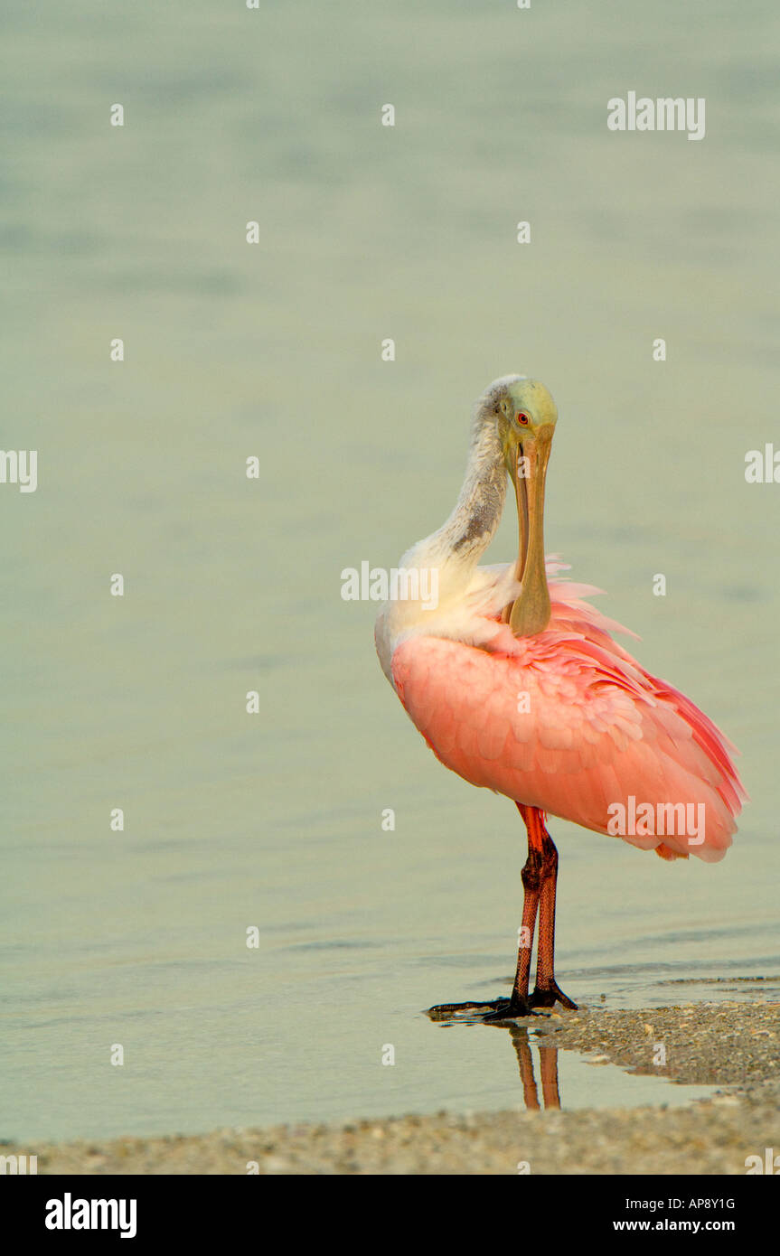 Eine rosige Löffler befindet sich am Rande des Wassers seine Federn putzen Stockfoto