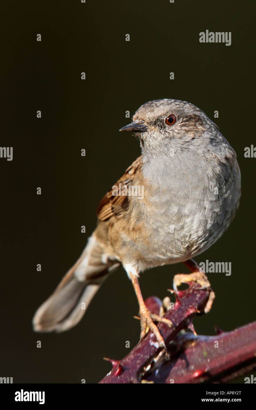 Heckenbraunelle Prunella Modularis stehende Suche alert Potton Bedfordshire Stockfoto