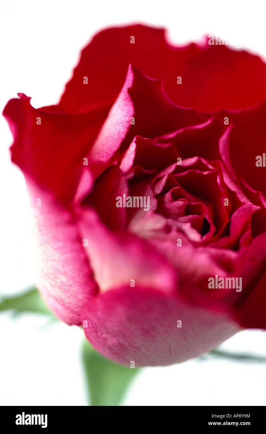 Rote rose gegen weiße, schließen sich Stockfoto Rote rose gegen weiße, schließen sich Stockfoto