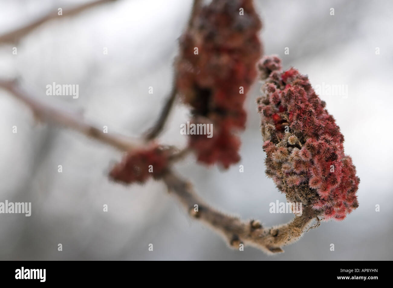 Sumach (Rhus) Samenköpfe im Winter auf einem Ast Stockfoto