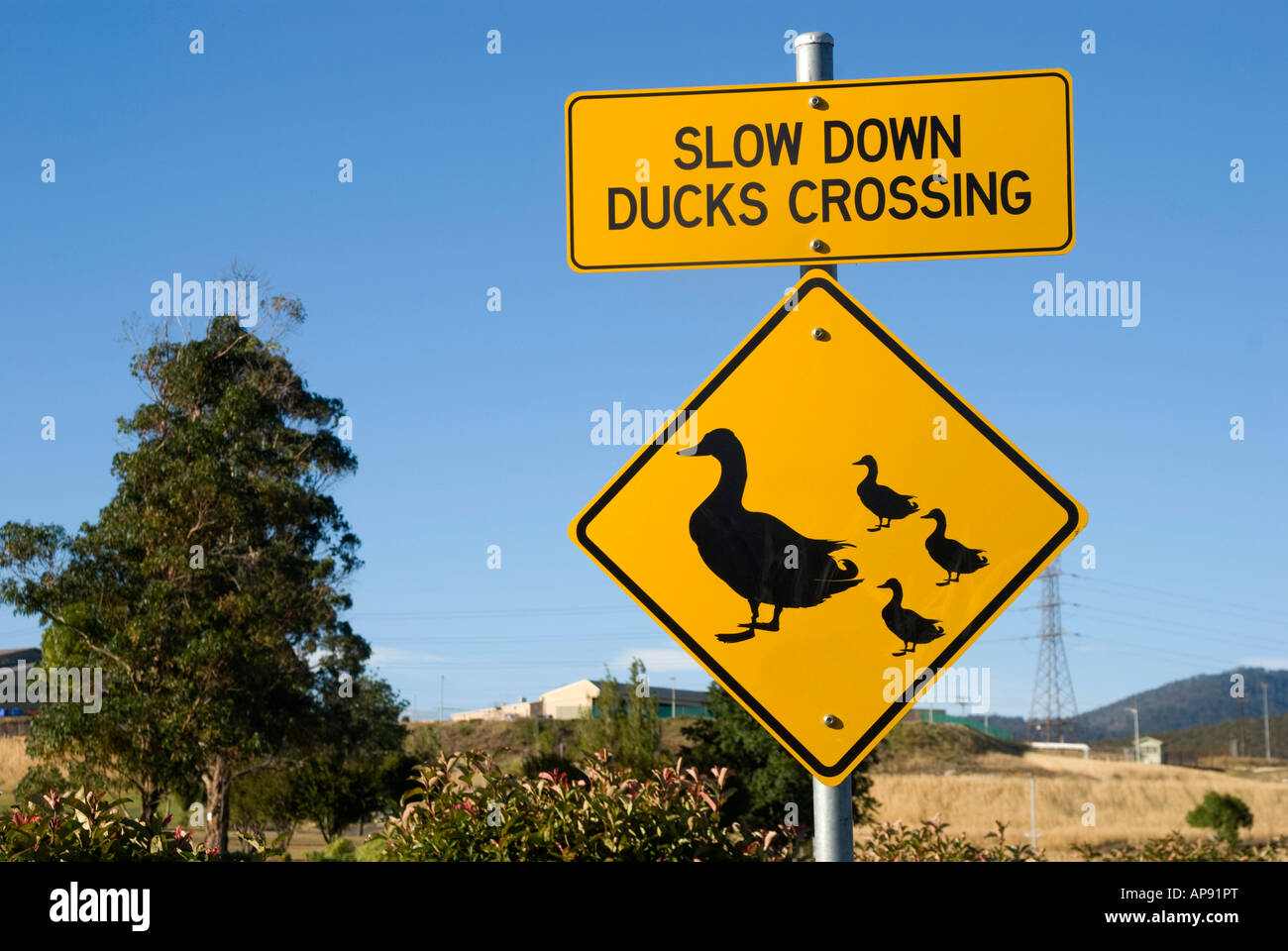 Straßenschild, Warnung vor Enten, die die Straße überqueren: Langsamer fahren, Enten überqueren Stockfoto