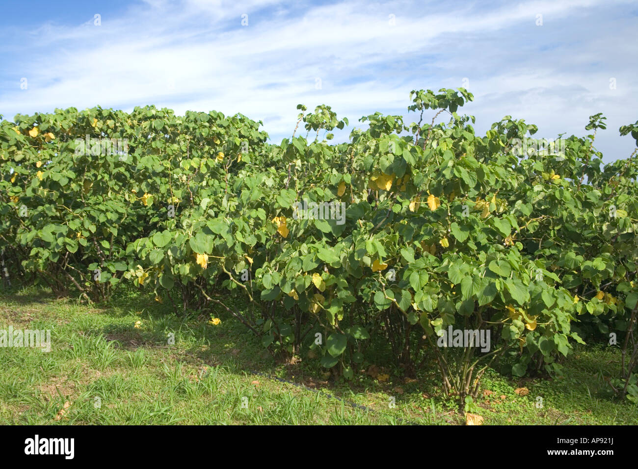 Kava Sträucher wachsen in der Plantage. Stockfoto