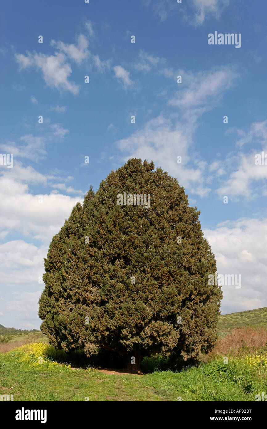 Israel-Zypresse Cupressus Sempervirens in Menashe Höhen Stockfoto
