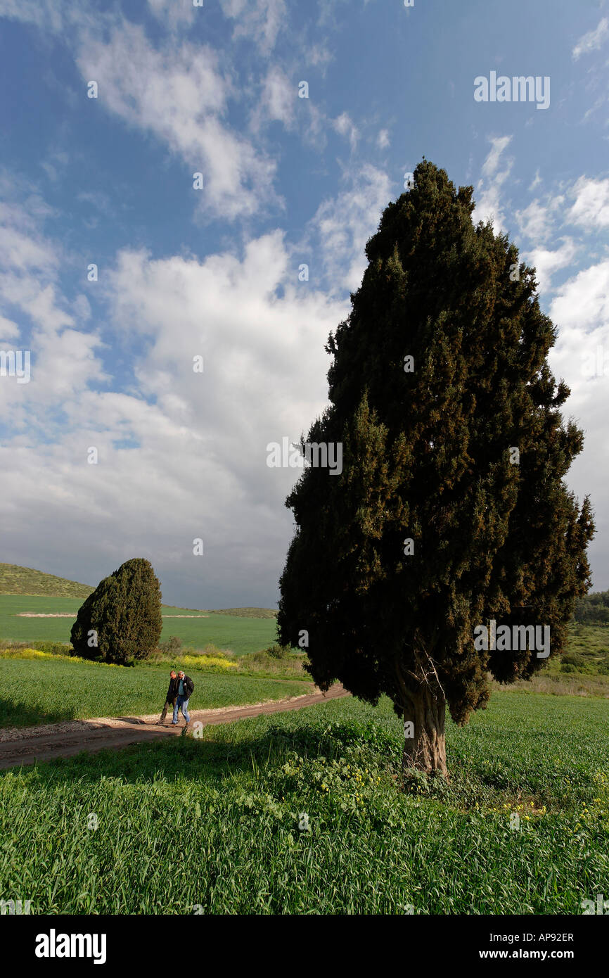 Israel-Zypresse Cupressus Sempervirens in Menashe Höhen Stockfoto