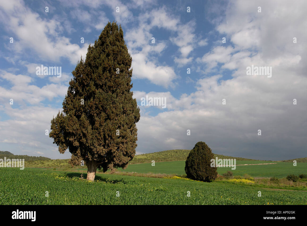 Israel-Zypresse Cupressus Sempervirens in Menashe Höhen Stockfoto
