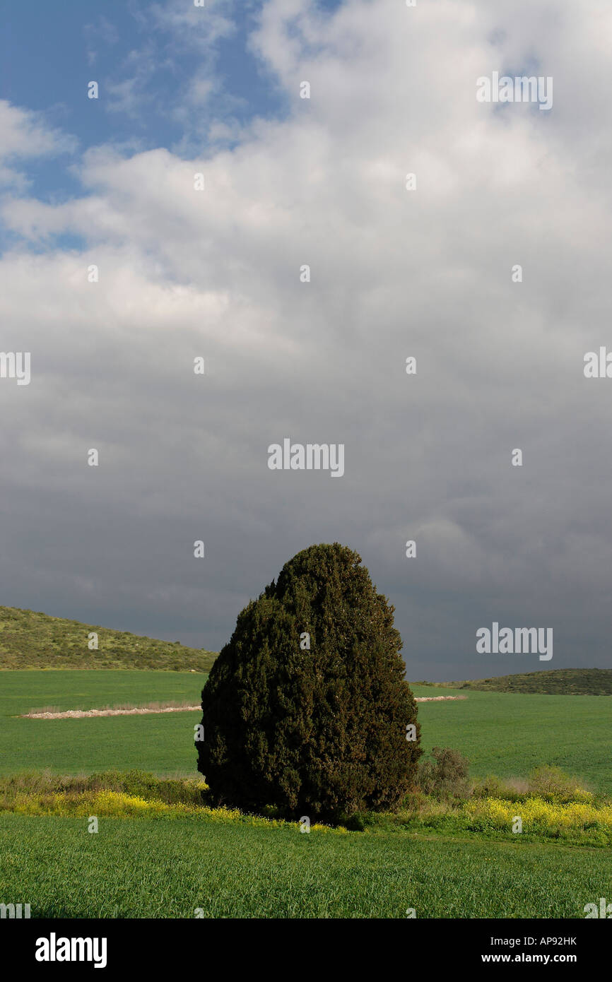 Israel-Zypresse Cupressus Sempervirens in Menashe Höhen Stockfoto