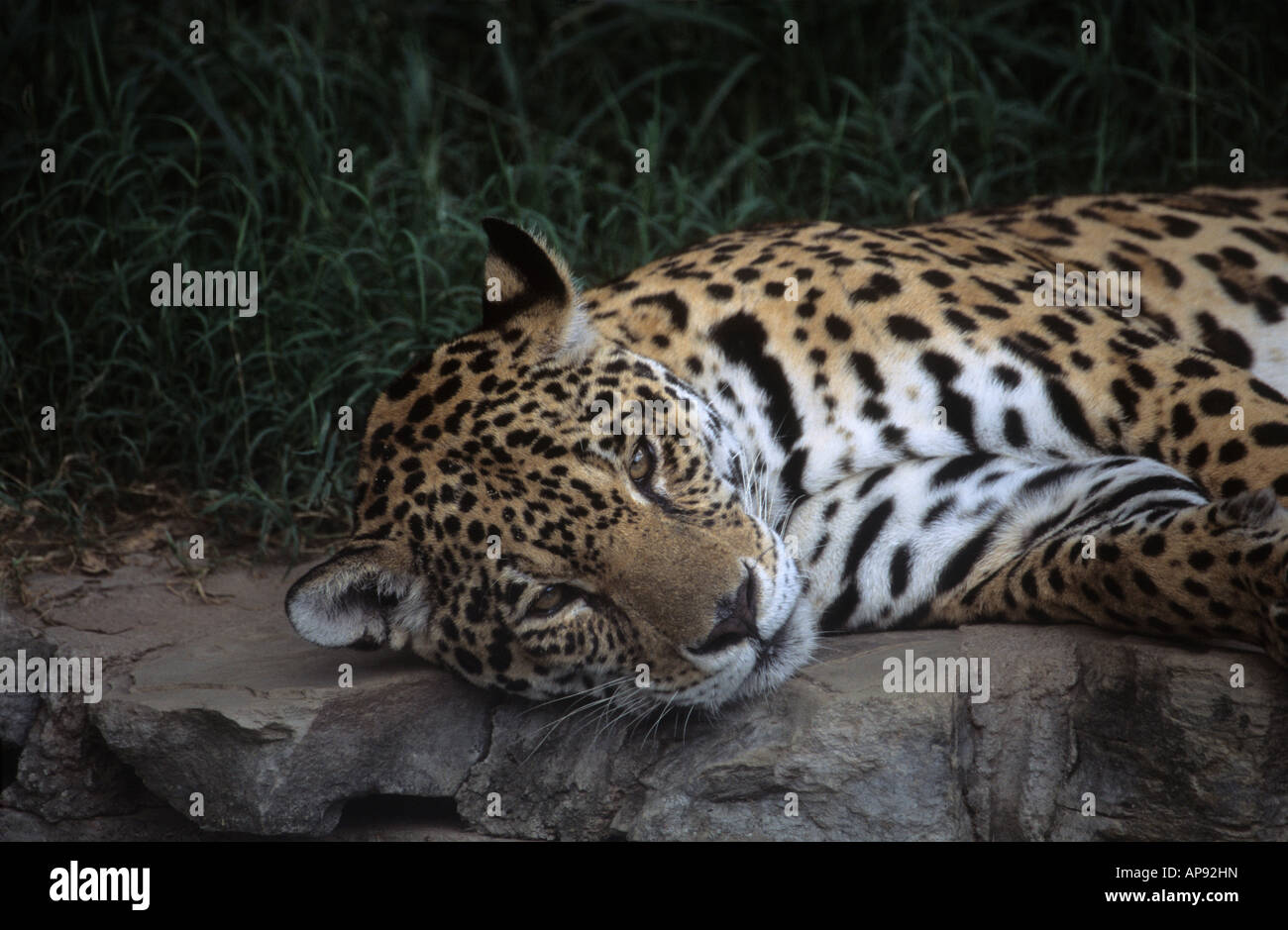 Jaguar (Panthera Onca), Bolivien (gefangene Exemplar) Stockfoto
