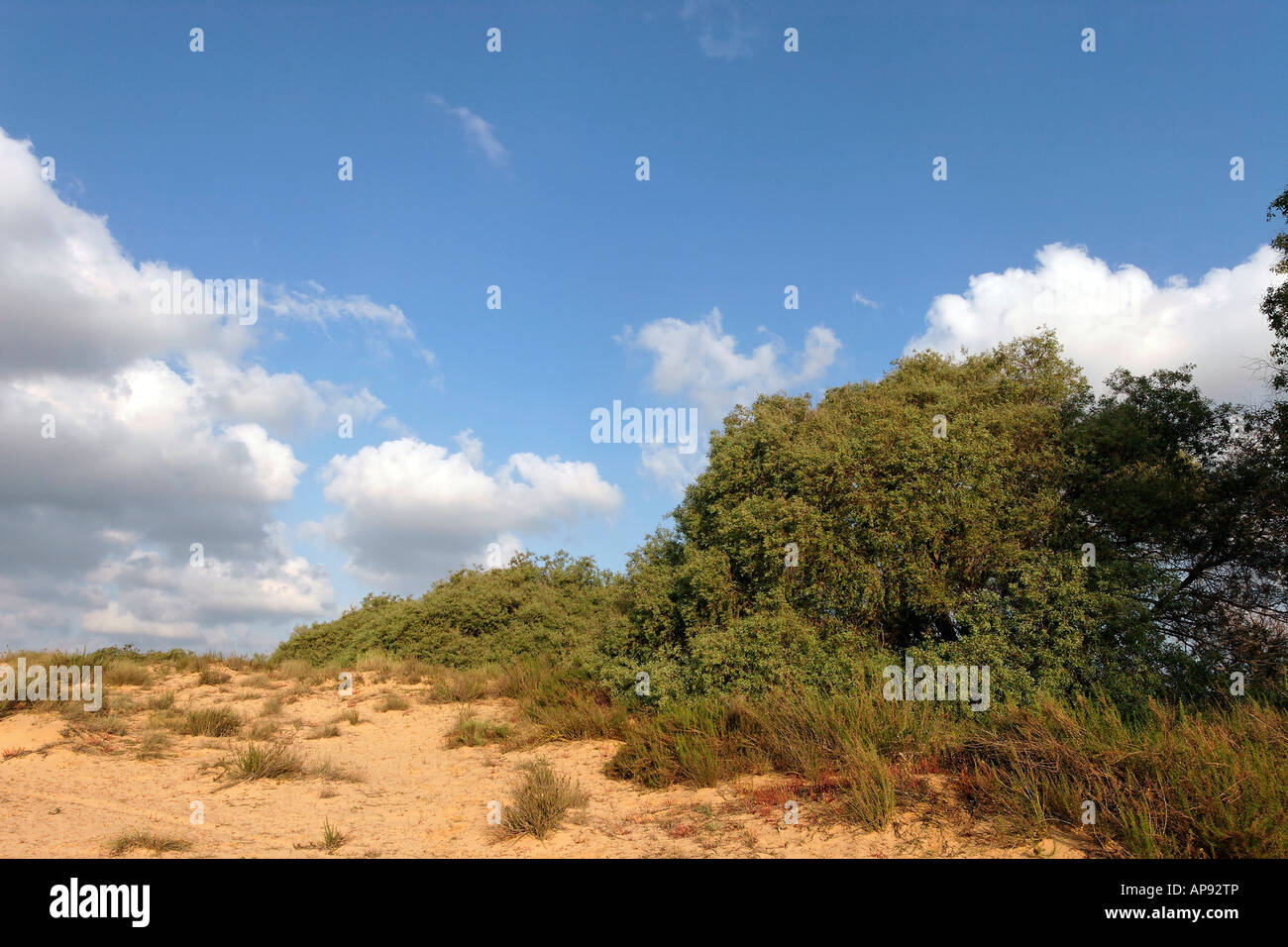 Israel Coastal Plain Euphrate Pappel Bäume Populus Euphratica in Nitzanim Stockfoto