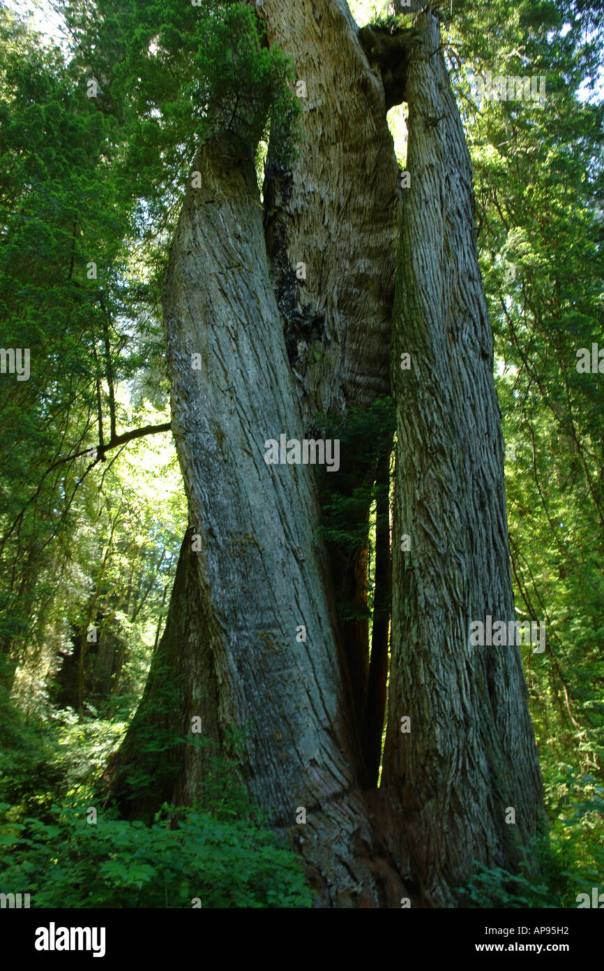 AJD51292, CA, California, Pazifik, Redwood National und State Parks, Prairie Creek Redwoods State Park, Korkenzieher Baum Stockfoto