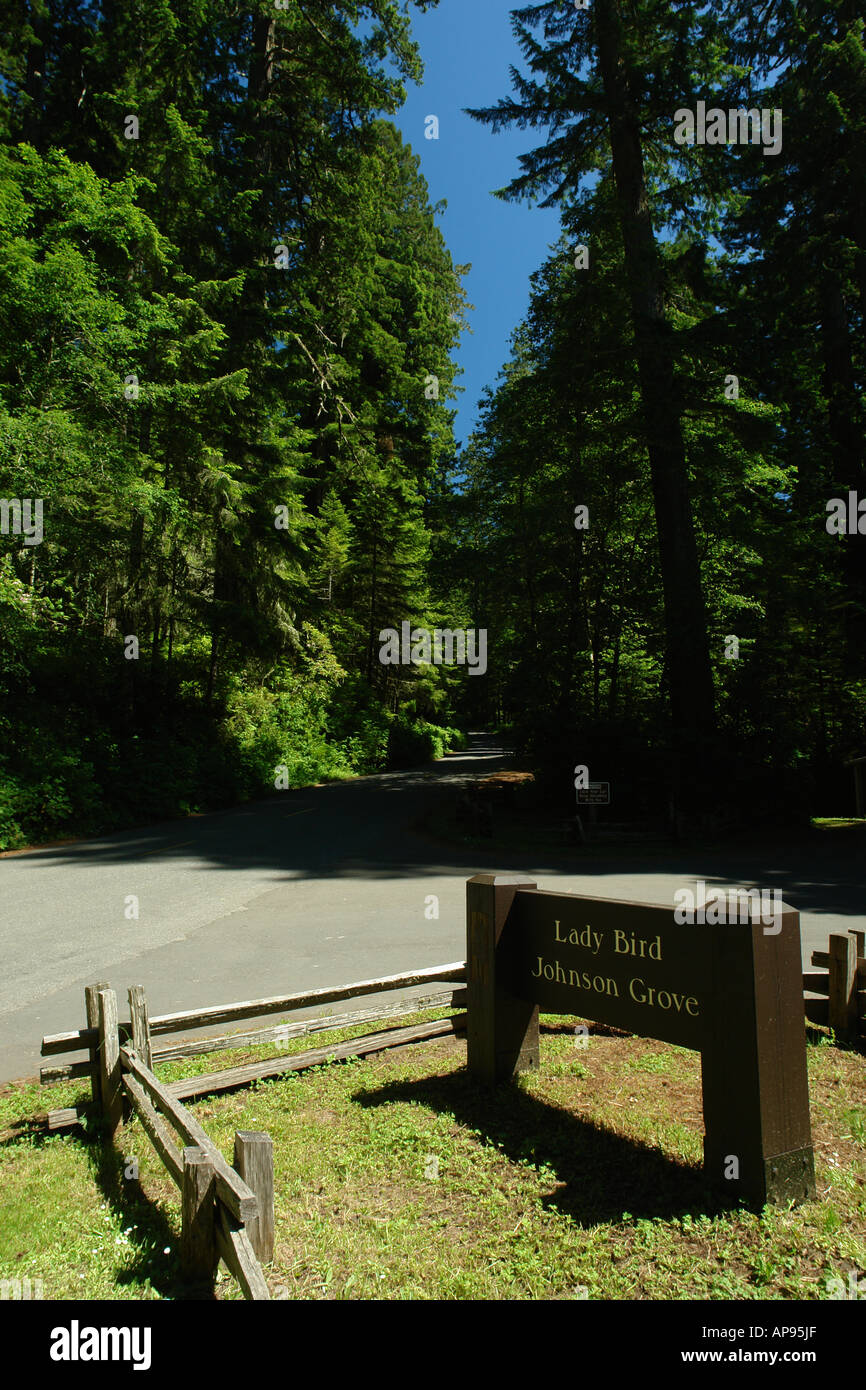 AJD51313, Orick, Kalifornien, California, Redwood National und State Parks, Lady Bird Johnson Grove, Eingang Stockfoto