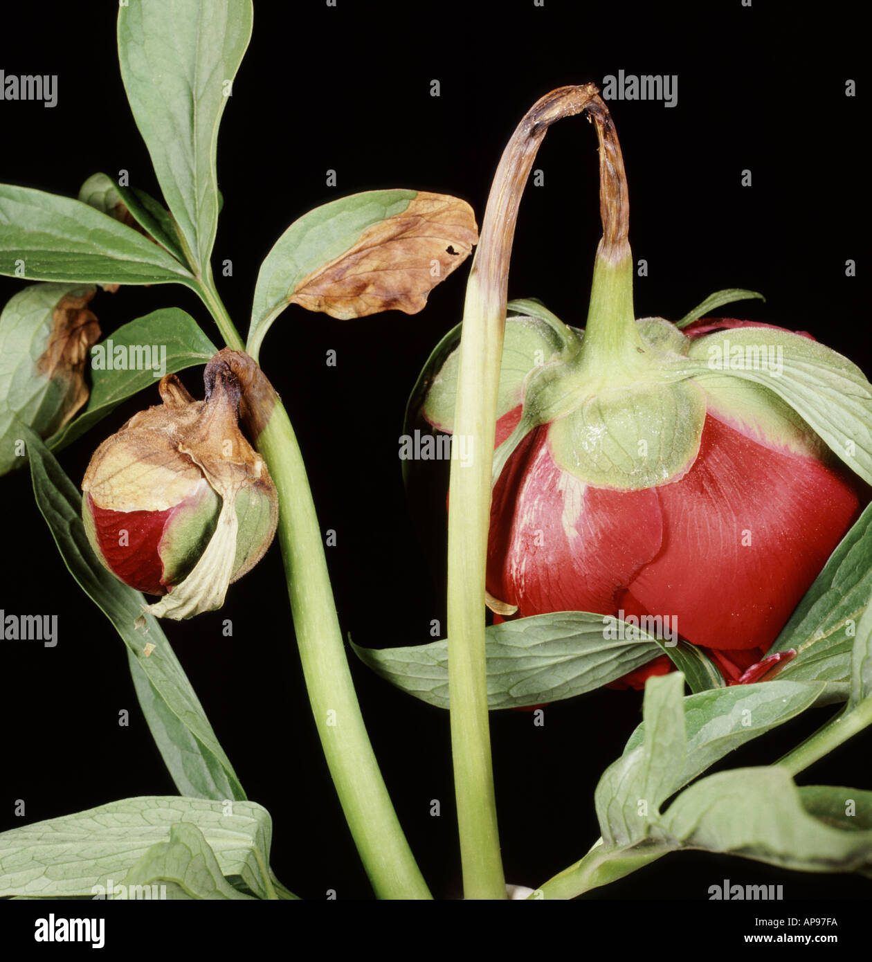 Peony Wilt oder Blight (Botrytis paeoniae) auf Peony Blume mit erkrankten Blütenknospen Stockfoto