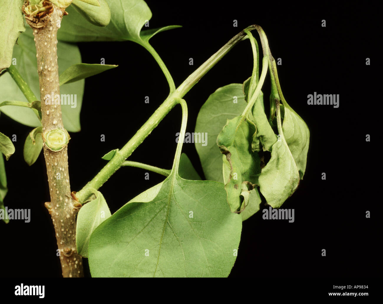 Nahaufnahme von Flieder und Knollenfäule Absterben auf junge Syringa schwarzen Hintergrund Stockfoto