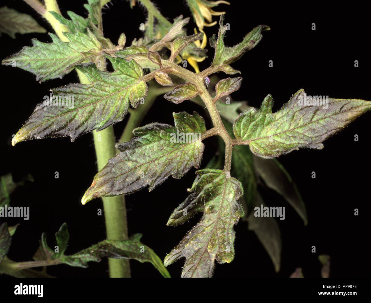 Nahaufnahme von Tomate Blatt mit Phosphor-Mangel zeigen Verfärbungen  Stockfotografie - Alamy