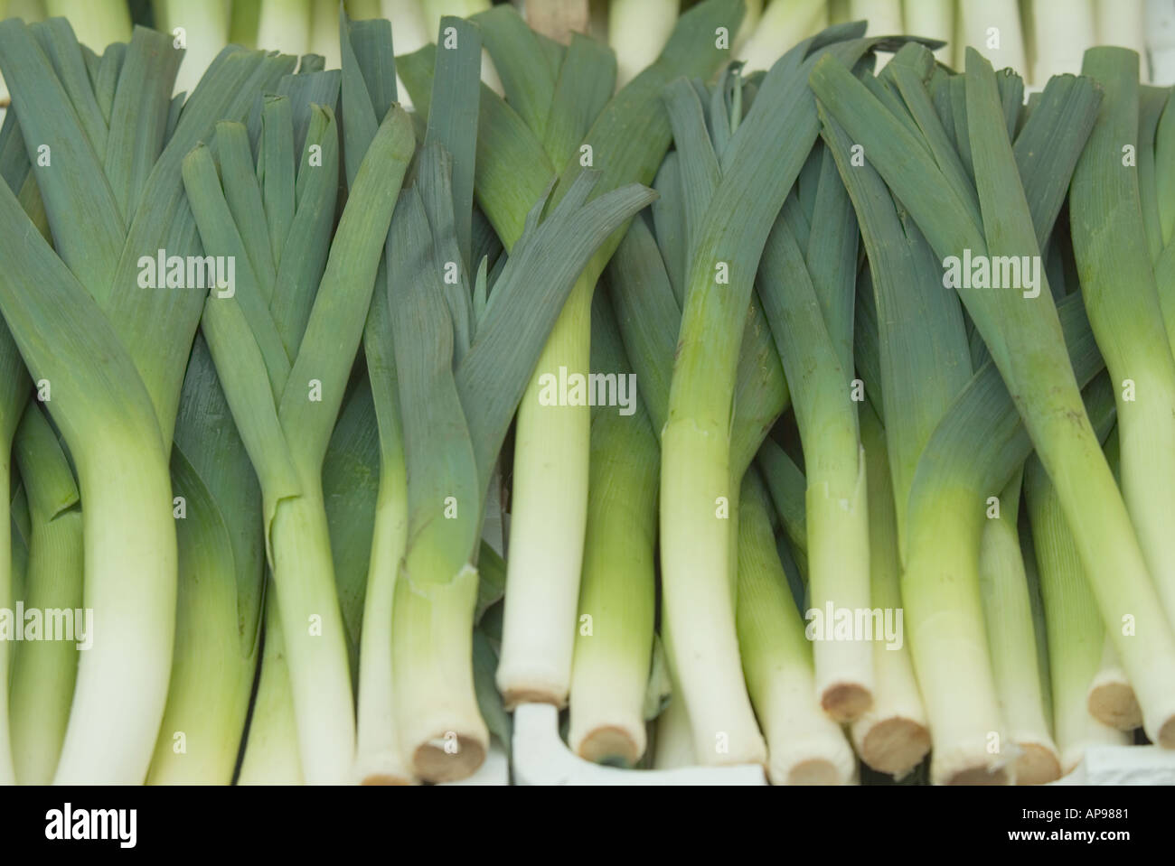 frische Lecks grünen Gemüse walisische Nationalpflanze Stockfotografie -  Alamy