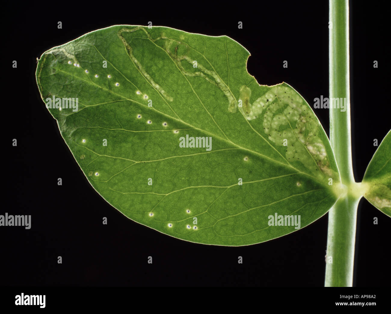 PEA mit Blattminer Chromatomyia horticola Schaden Stockfoto