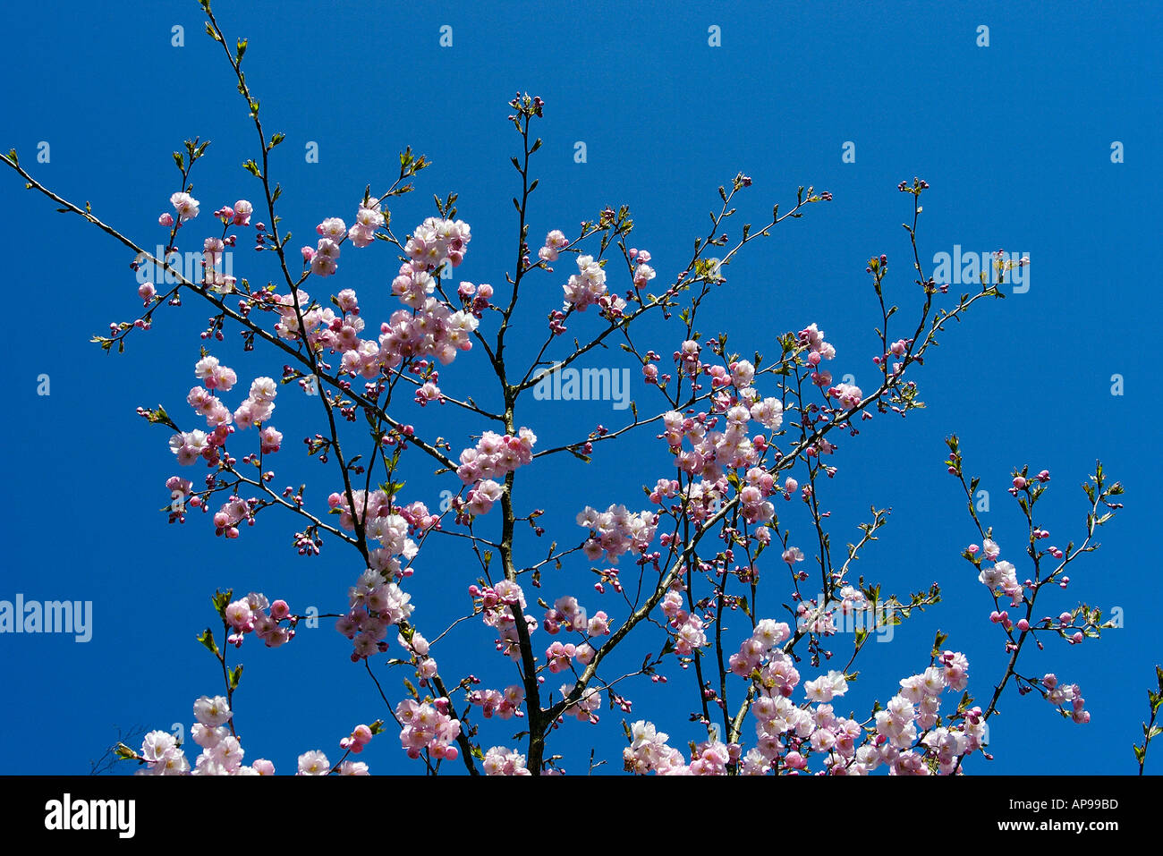 Kirschbäumen in voller Blüte Stockfoto