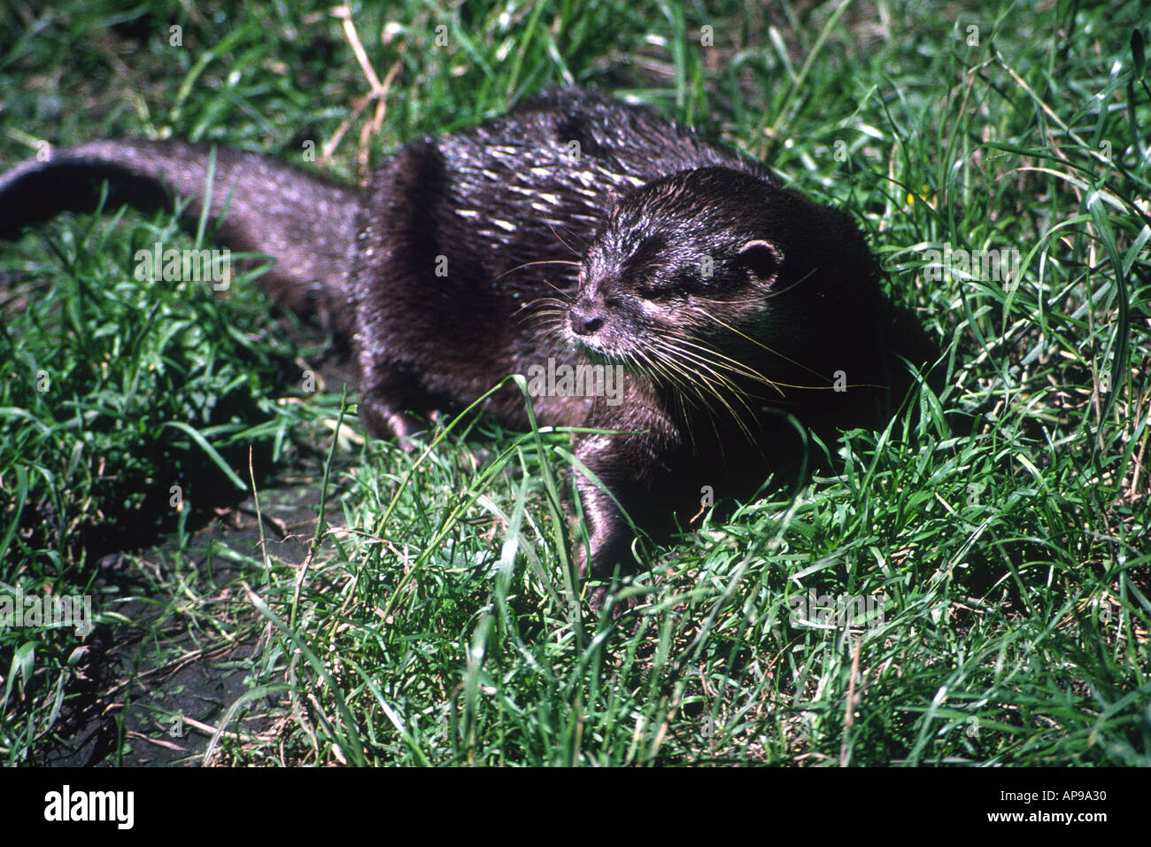 Otter Penscynor Wildpark Penscynor West Glamorgan Wales UK PV Stockfoto