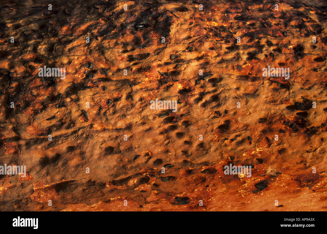 Verbrannte Rinde eines Baumes nach einem Buschfeuer Royal National Park Australien Stockfoto