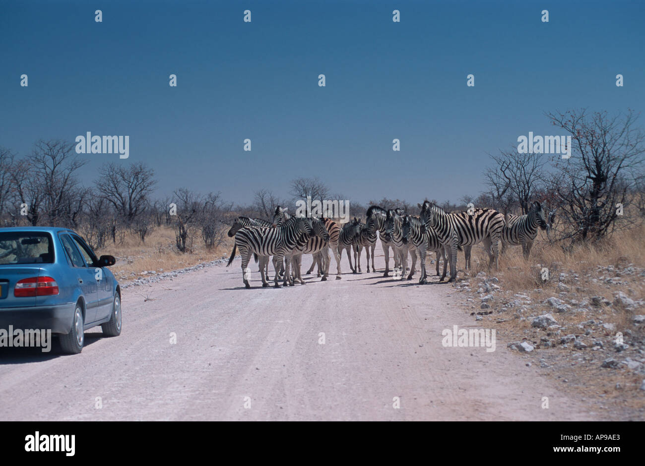 Auto warten auf Zebras (Equus Quagga Burchelli) überqueren Straße Etosha Nationalpark Namibia 2000 Stockfoto