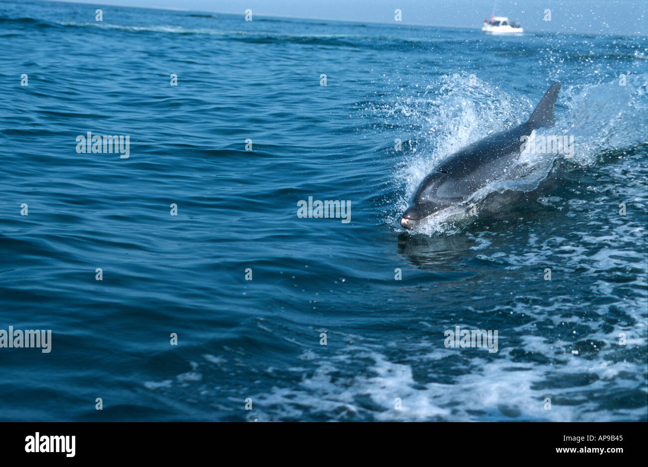 Der Große Tümmler (Tursiops Truncatus) und Ausflugsschiff Walvis Bay Namibia 2000 springen Stockfoto