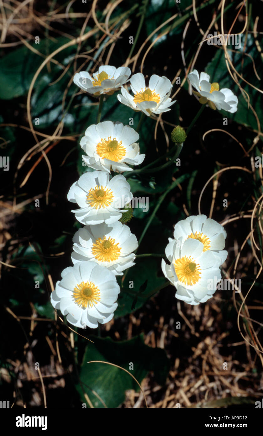 Mount Cook Lily Ranunculus Lyallii Südinsel Neuseeland Stockfoto