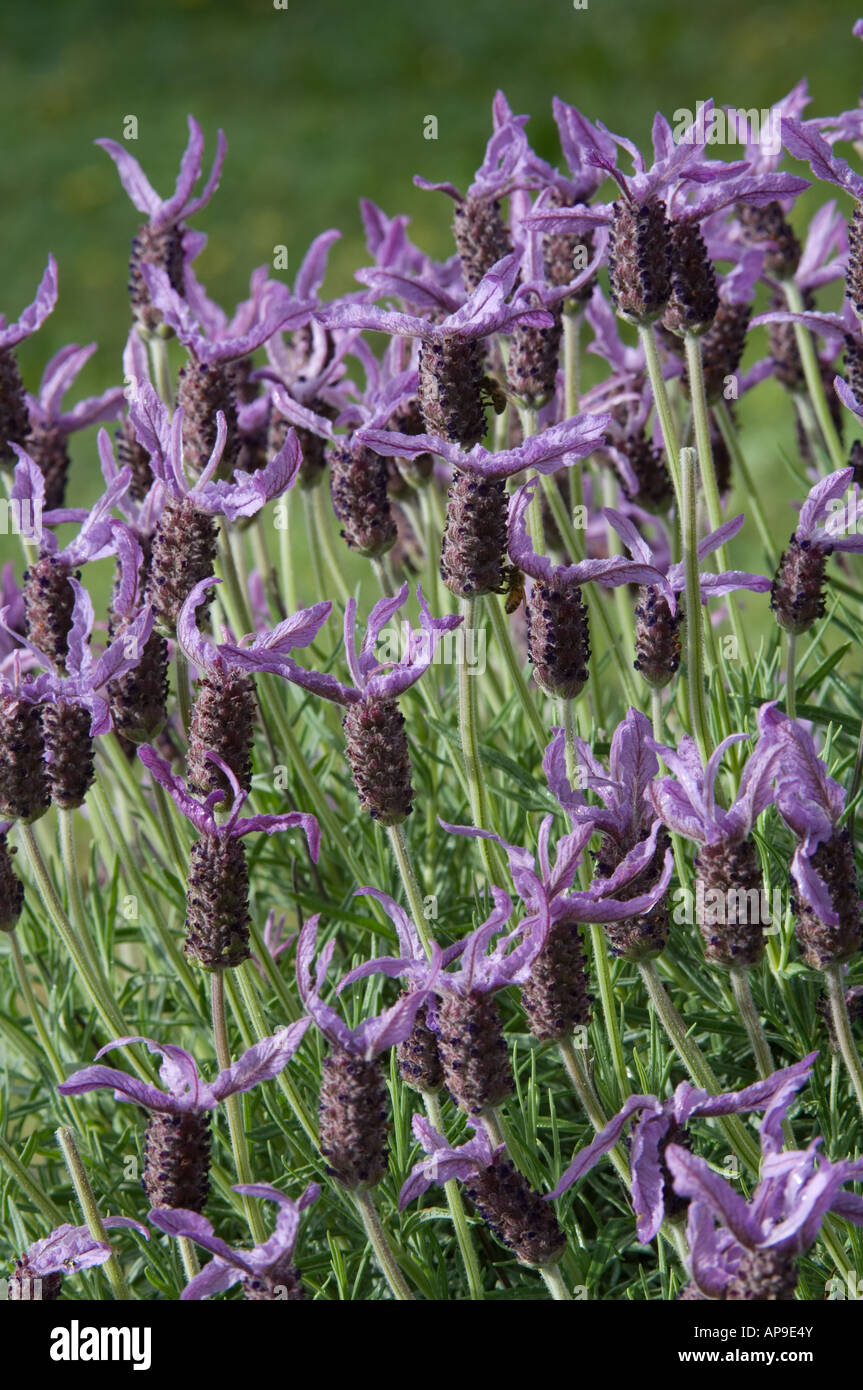 Spanisch-Lavendel (Lavandula Stoechas) Blumen in Banksia Farm Mount Barker, Western Australia, Oktober. Stockfoto