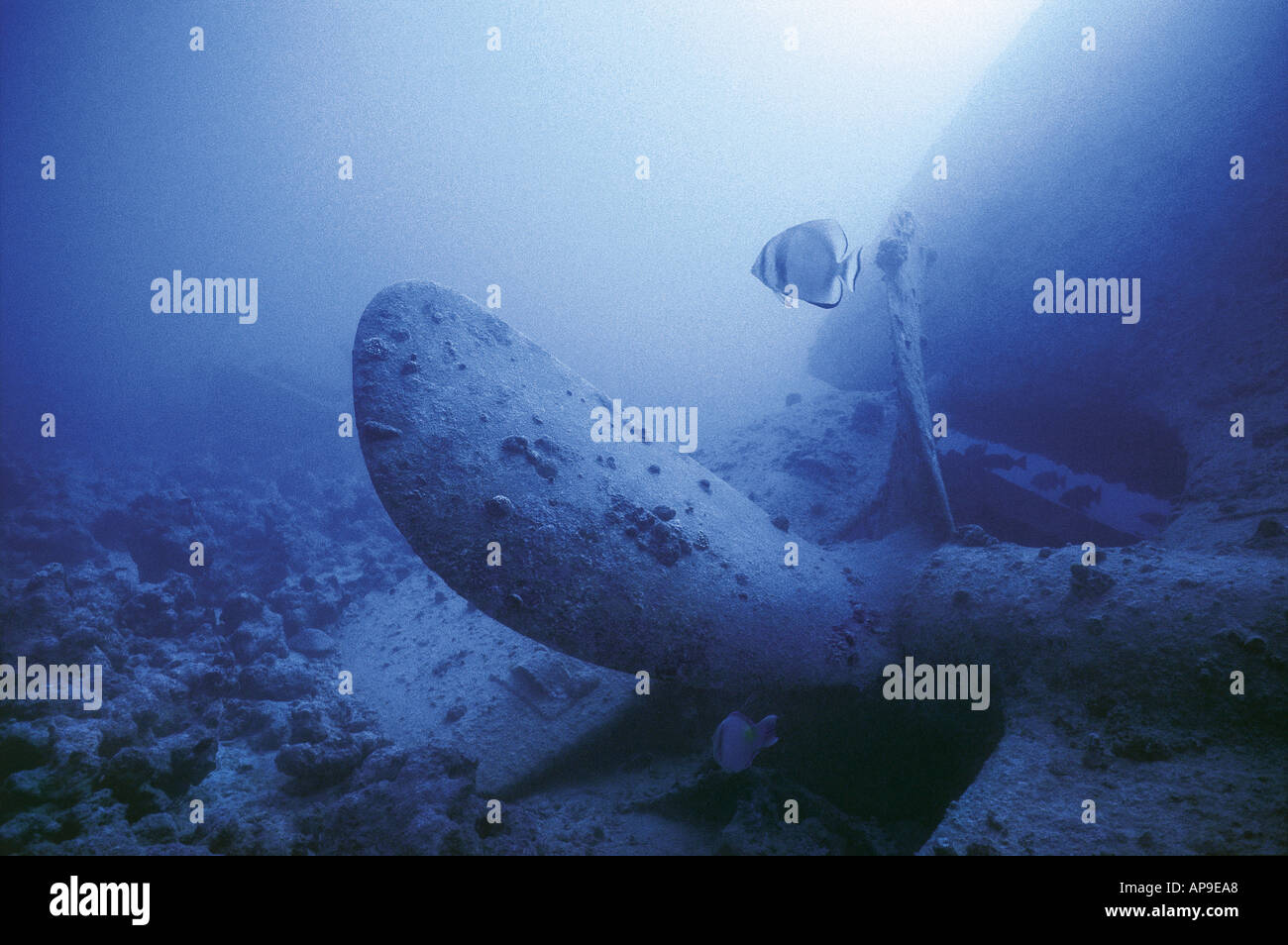 Das Wrack der Thistlegorm riesige propeller Stockfoto