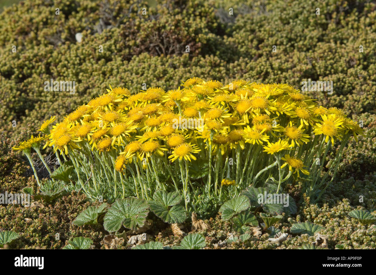 Wollige Kreuzkraut Senecio Littoralis Blumen unter Diddle Dee Empetrum Rubrum Karkasse Island West Falkland Süd-Atlantik Stockfoto
