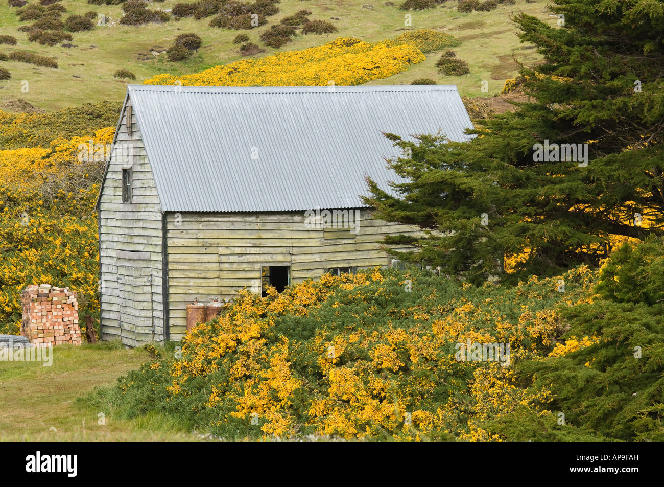 Ginster Ulex Europaeus wächst um Nebengebäude in Kadaver Island West Falkland Südatlantik Dezember Stockfoto