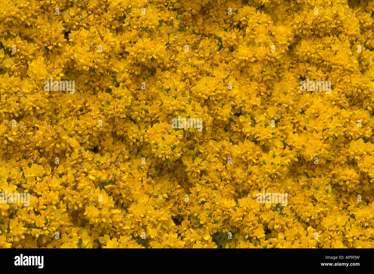 Ginster Ulex Europaeus Nahaufnahme von Blumen wachsen am Rande der Straße Port Howard West Falkland Süd-Atlantik Stockfoto