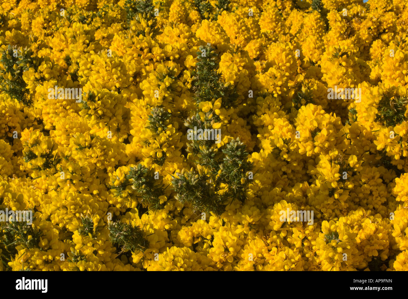 Ginster Ulex Europaeus Nahaufnahme von Blumen wachsen auf der Weide Pebble Island West Falkland Süd-Atlantik Stockfoto