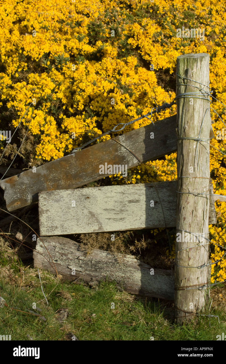 Ginster Ulex Europaeus wächst auf der Weide Pebble Island West Falkland Südatlantik Dezember am frühen Morgen Stockfoto