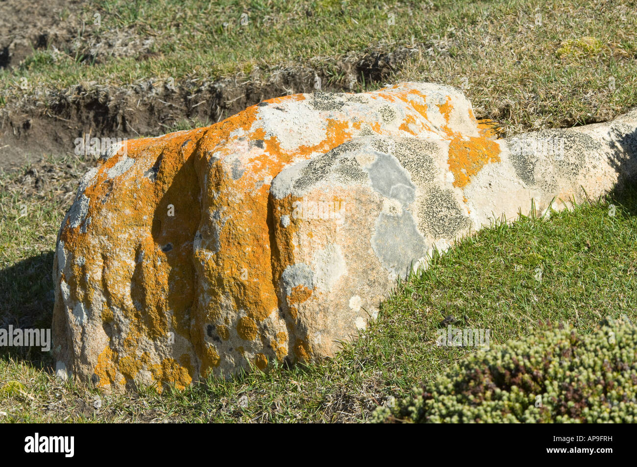 Flechten Caloplaca sp wächst auf Felsen Saunders Island West Falkland Südatlantik Dezember Stockfoto