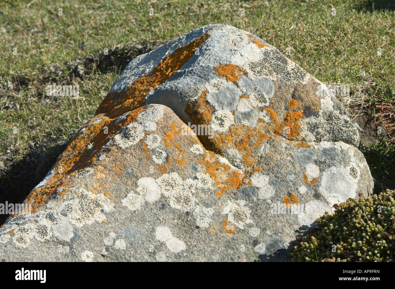 Flechten Caloplaca sp wächst auf Felsen Saunders Island West Falkland Südatlantik Dezember Stockfoto