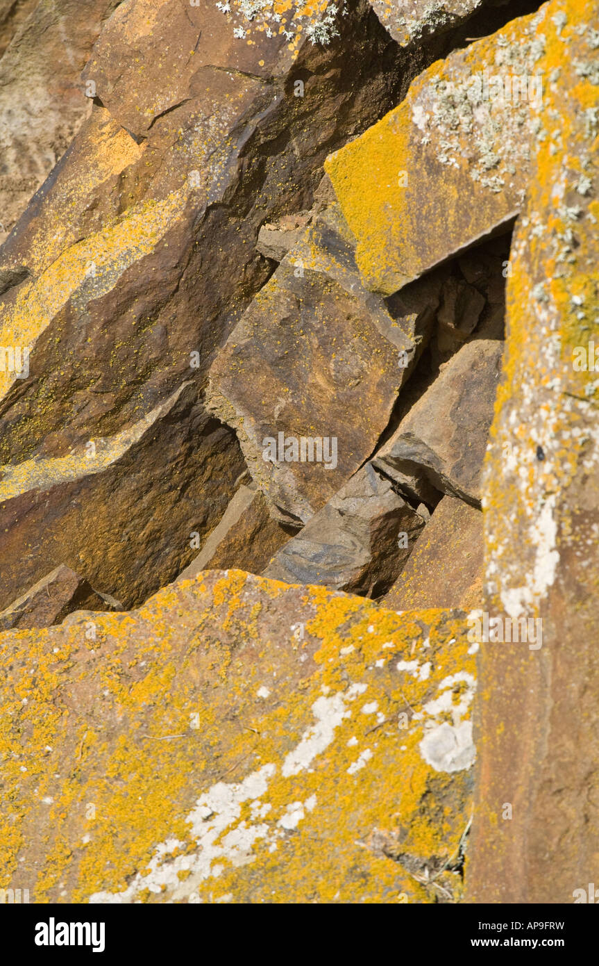 Flechten wachsen auf Felsen Saunders Island West Falkland Südatlantik Dezember Stockfoto