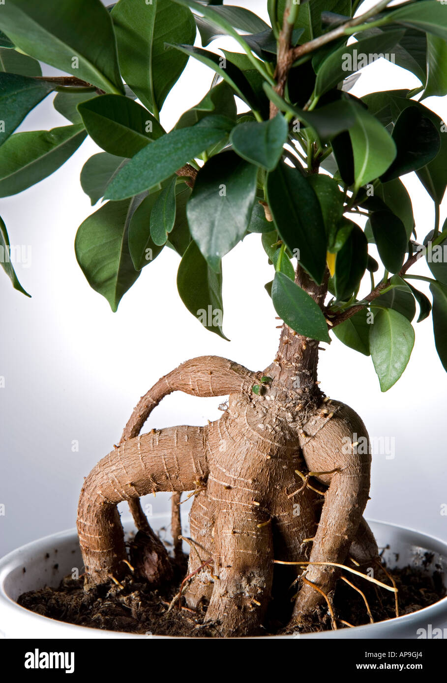 Ficus retusa Stockfoto