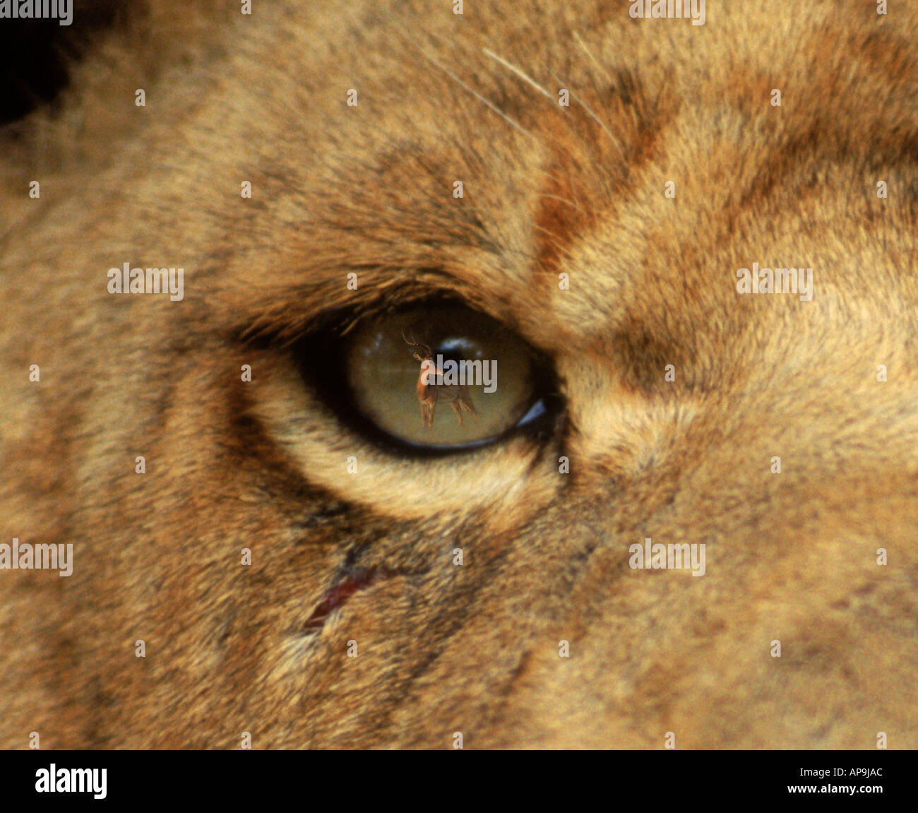 Impala Aepyceros Melampus reflektiert Auge der Löwin Panthera Leo in Simbabwe Stockfoto