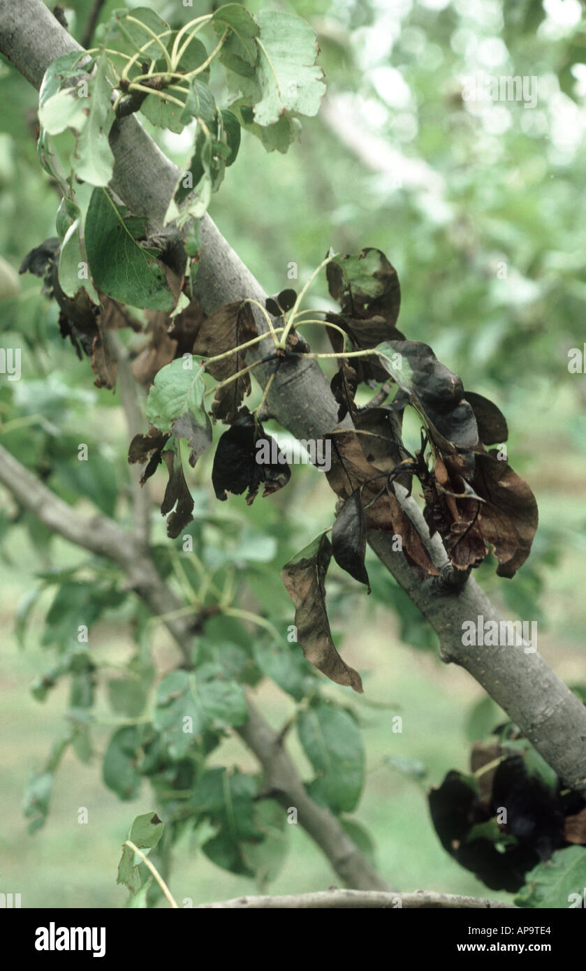 Feuerbrand, Erwinia amylovora, Schäden an junge Birne Laub und Blätter Stockfoto