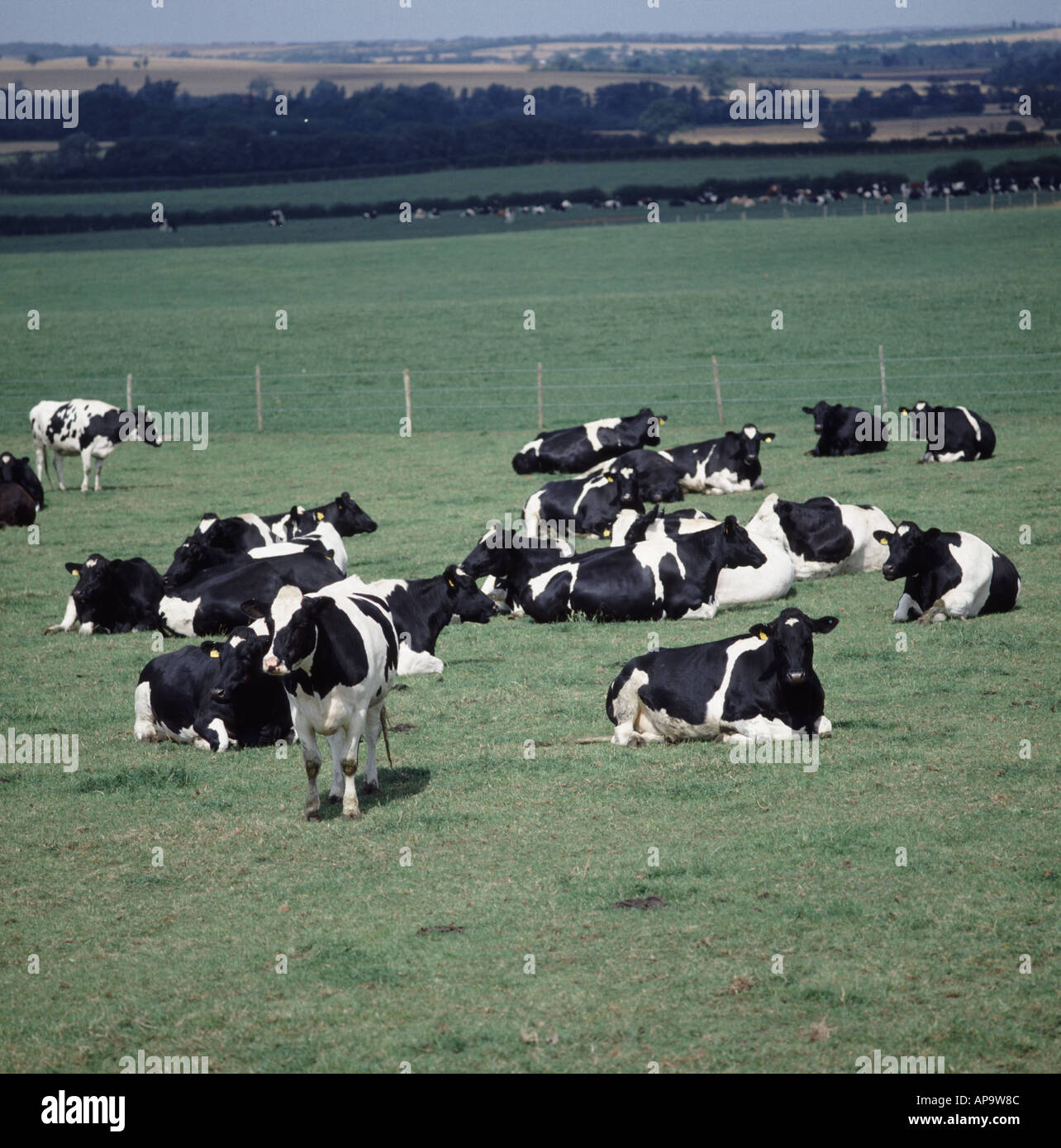BSE-Überwachung Experiment mit friesischen Kühen sind die Nachkommen von infizierten Tieren Stockfoto