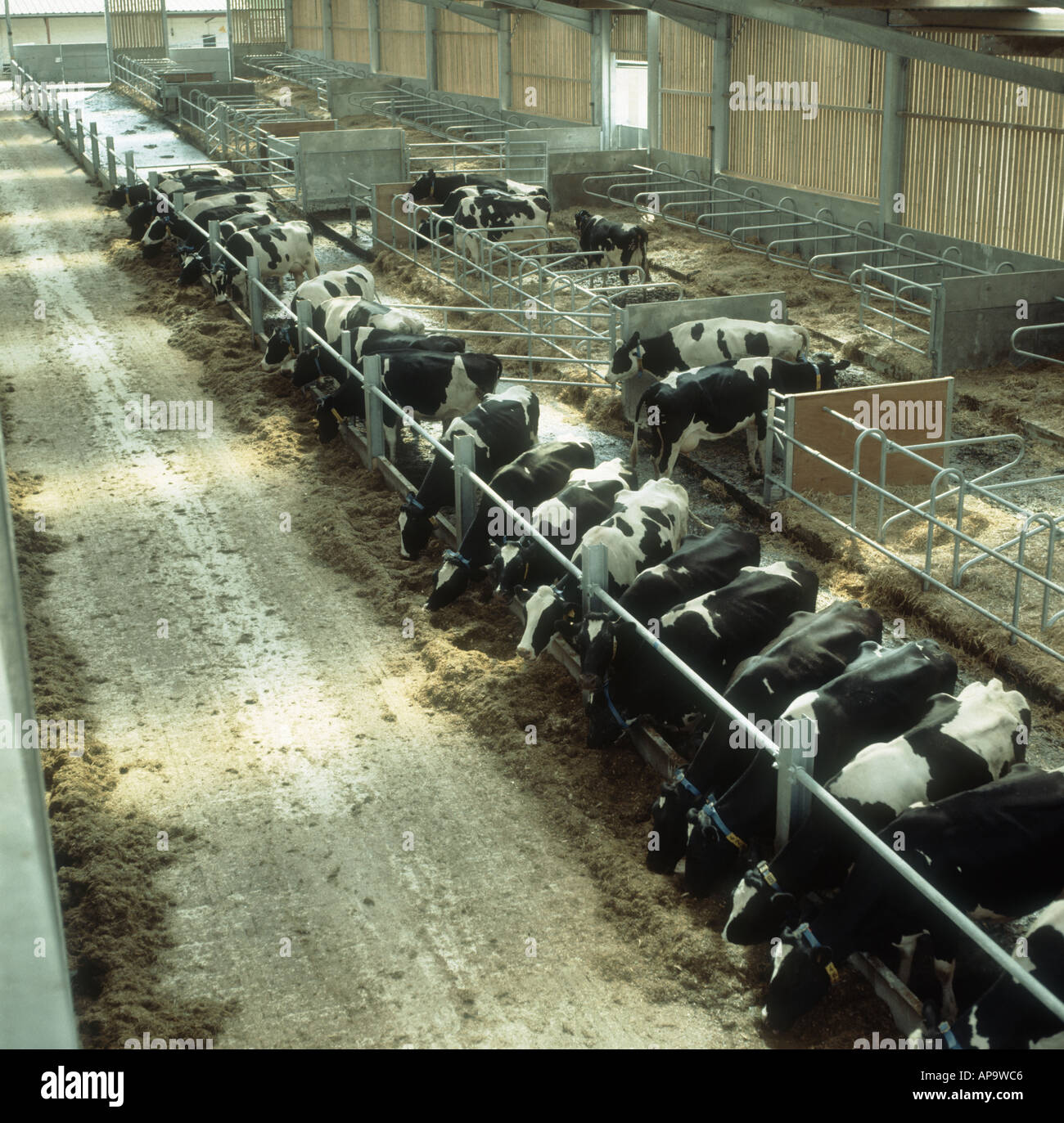 Holstein-Friesian Milchkühe Essen Silage in großen modernen Tierhaltung Haus Stockfoto