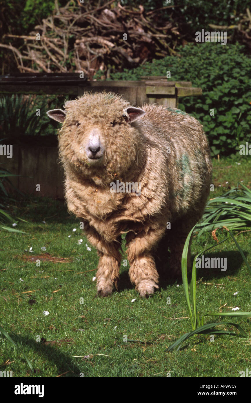 Ryelands Ewe auf einen Kleinbetrieb. Herefordshire, England. Stockfoto