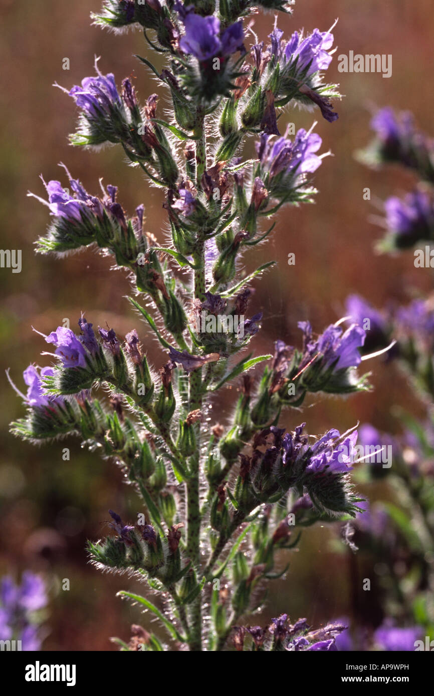 Viper's Bugloss (Echium Vulgare) Blüte. Auf dem Causse de Gramat. Viele Region, Frankreich. Stockfoto