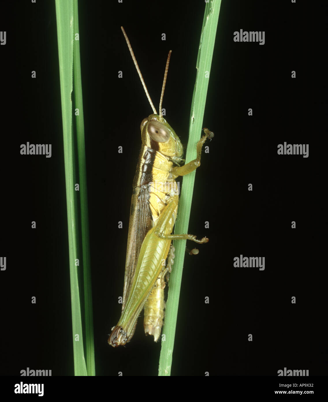 Kurze gehörnten Heuschrecke Oxya Hyla Intricata auf beschädigte Reis Blatt Stockfoto