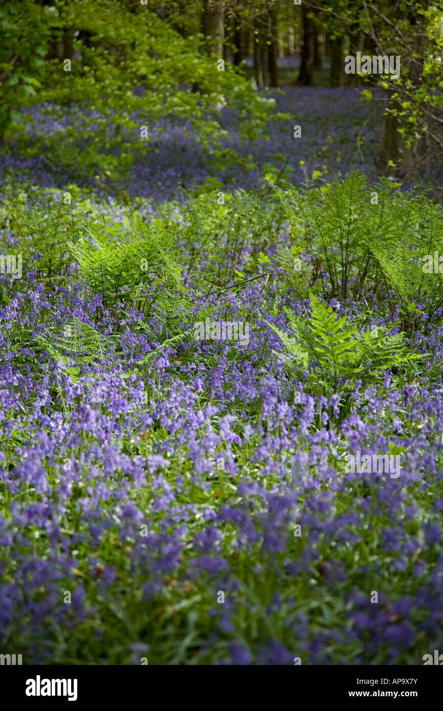 Junge Farne wachsen unter bluebells Teppich der Boden eines Buchenholz mit verhaarten Elementen im Hintergrund Stockfoto