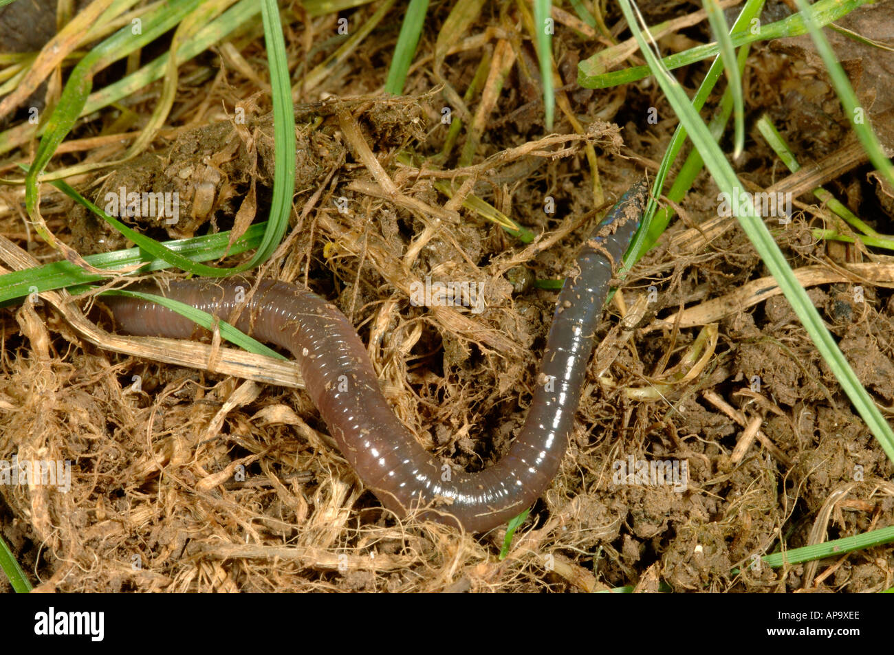 Regenwurm Lumbricus sp durch Graswurzeln und Boden Stockfoto