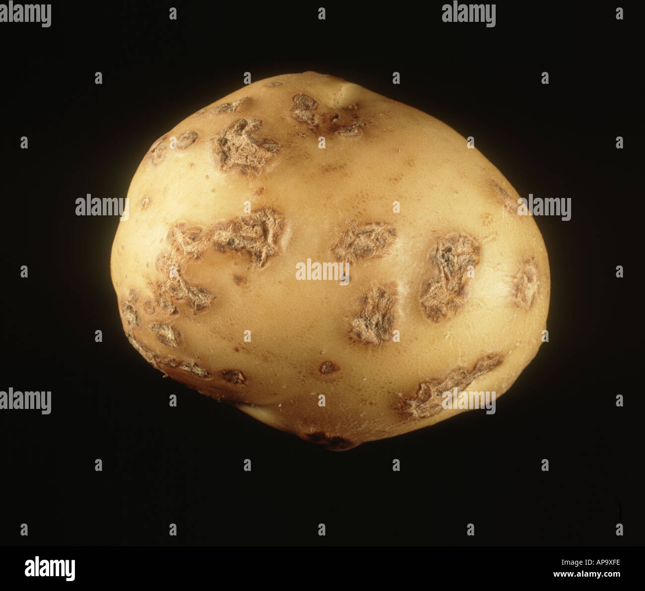 Kartoffel Schorf Streptomyces Scabies infizierte Kartoffelknolle Stockfoto