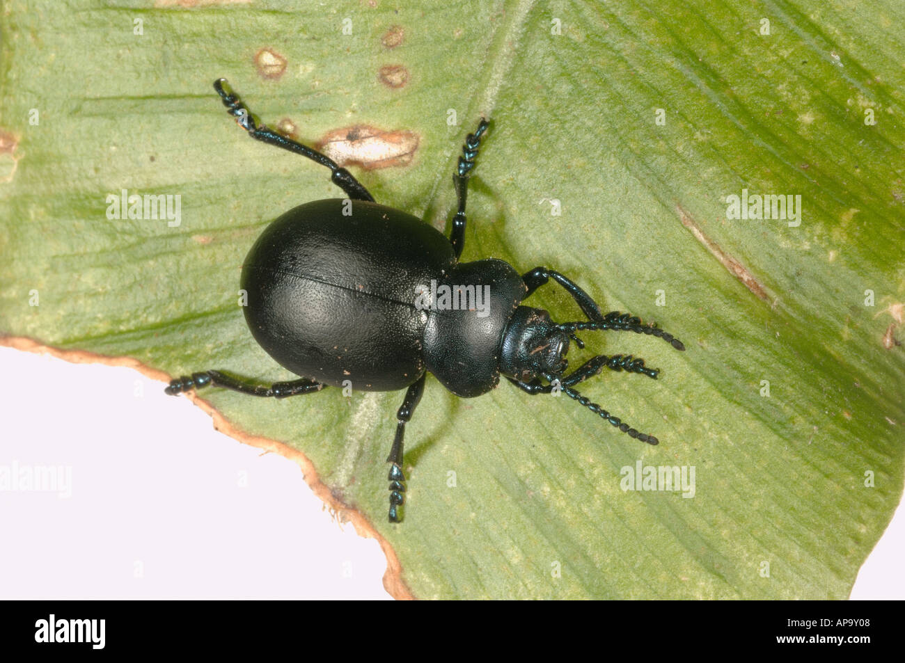 Blutige Nase Käfer Timarcha Tenebricosa Erwachsenen auf einem Blatt Stockfoto