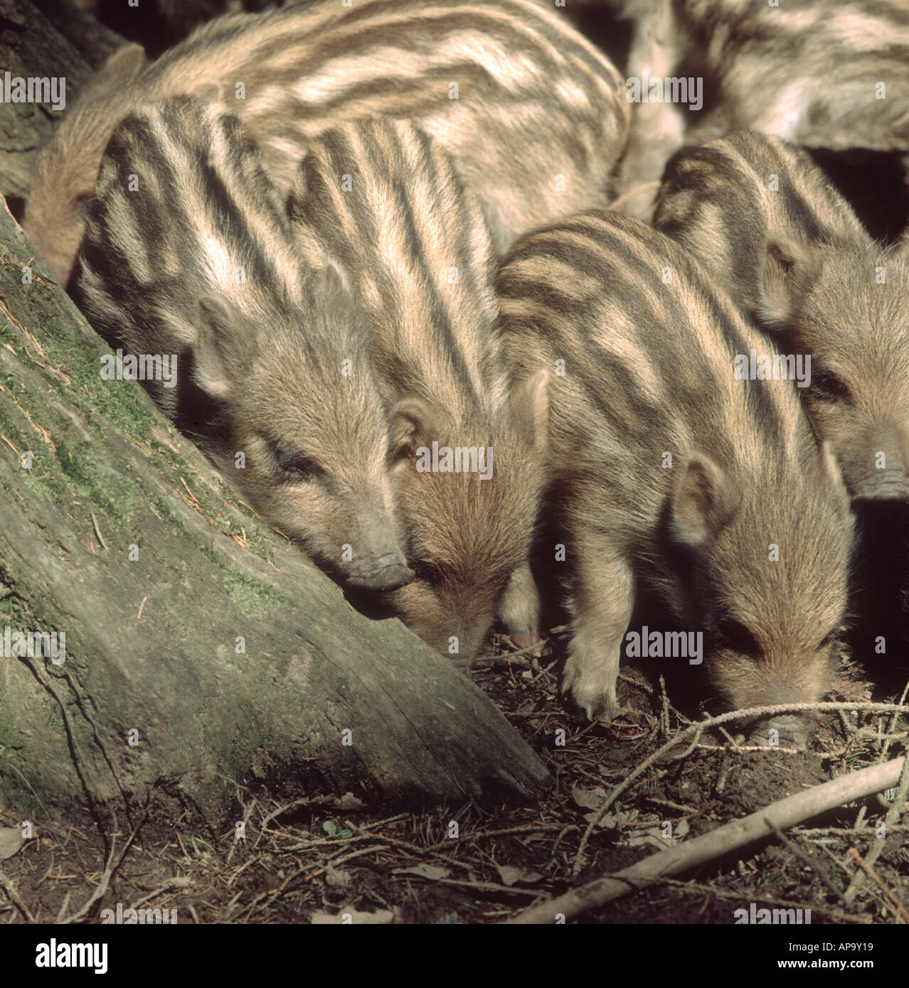 Wildschwein-Ferkel in gefleckten Licht einer Wald-Einstellung Stockfoto