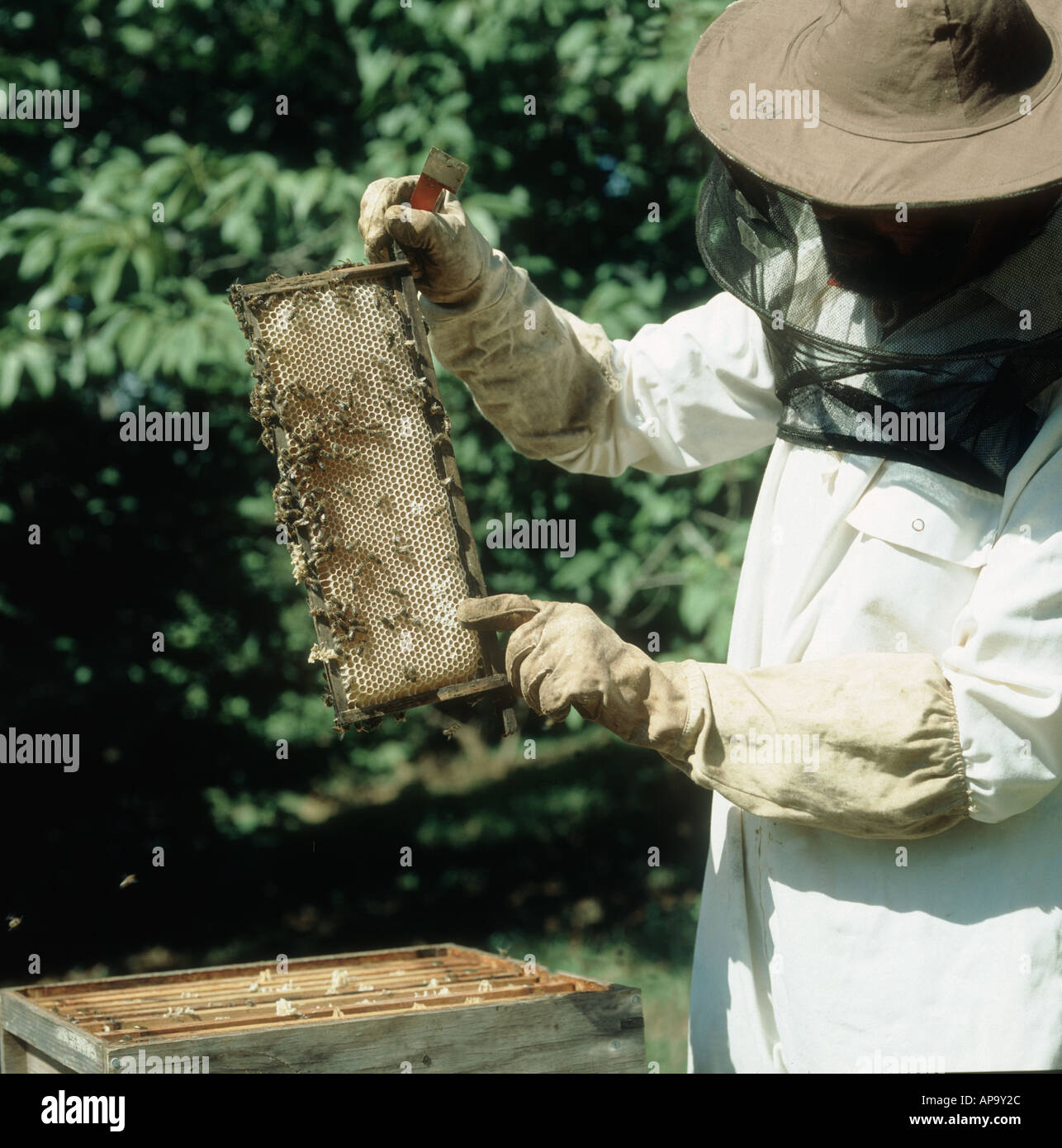 Imker, die Prüfung von flachen Rahmen angeschnittene Ärmel Honig mit Arbeiter Bienen Apis mellifera Stockfoto