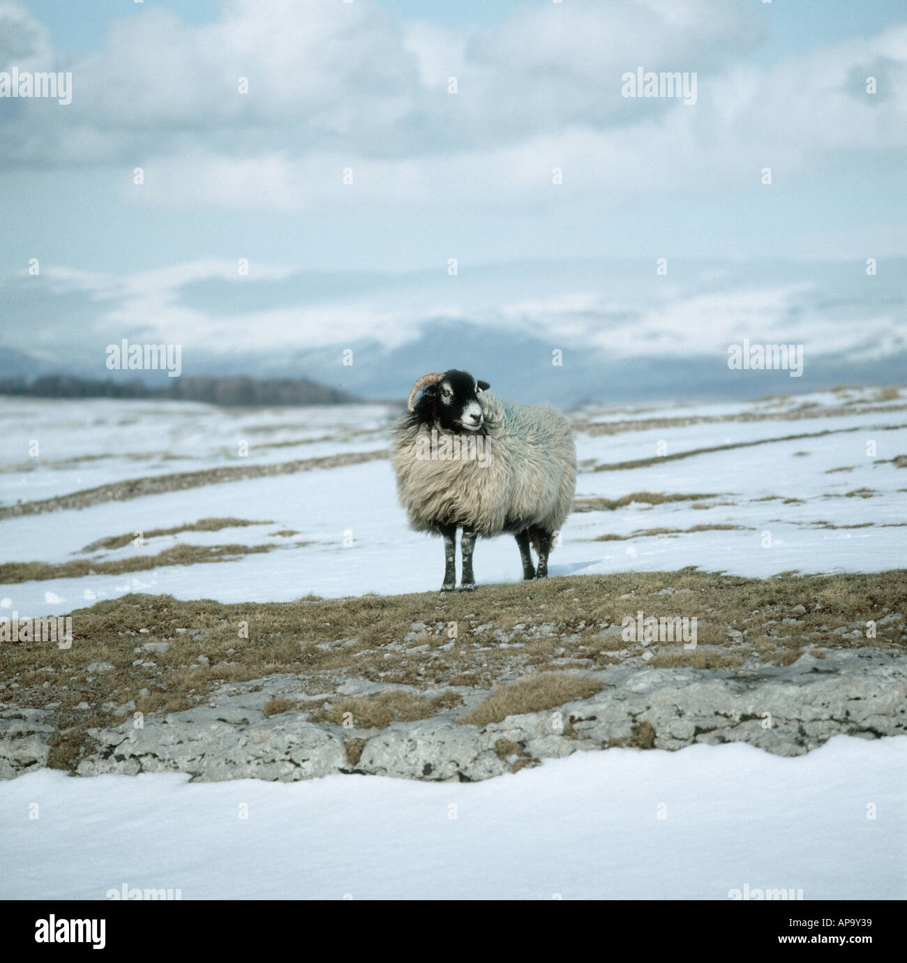 Swaledale Schaf Schafe in eine düstere Schneelandschaft Westmorland in einem Cumbrian winter Stockfoto